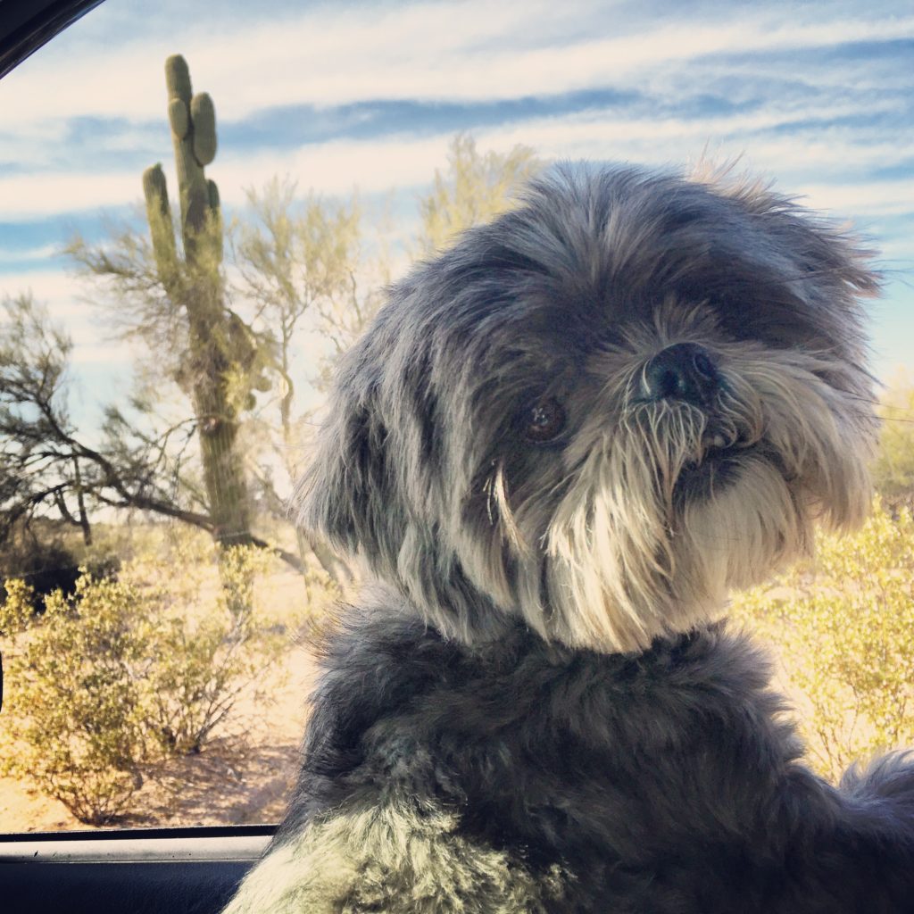 Adventure Dog - Traveling with a Pup on your Roadtrip