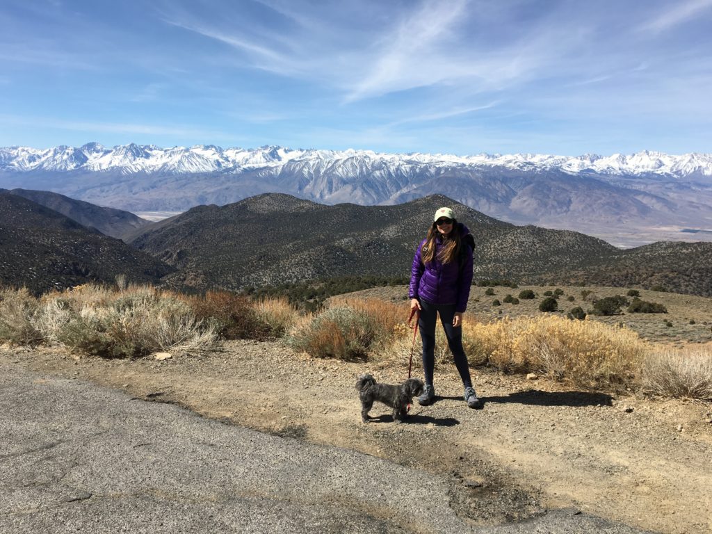Adventure Dog - Traveling with a Pup on your Roadtrip
