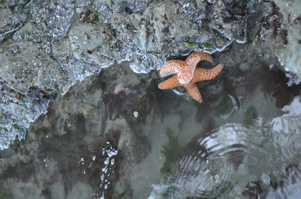 La Push, Olympic Peninsula, Washington, USA, orange starfish