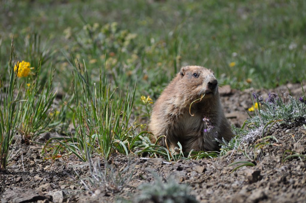 Olympic Marmot, Olympic National Park, Washington, USA