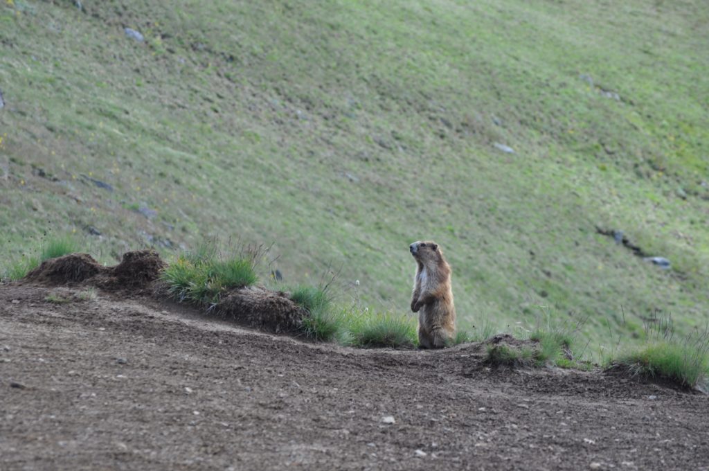 Olympic Marmot, Olympic National Park, Washington, USA