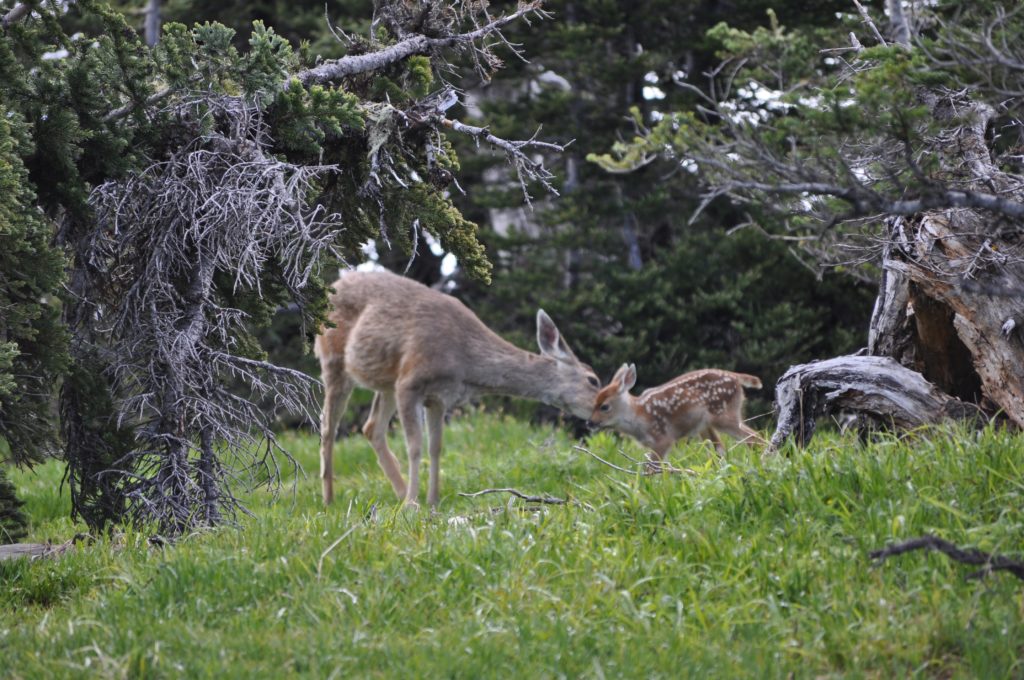 Deer, Hurricane Ridge, Olympic National Park, Washington, USA