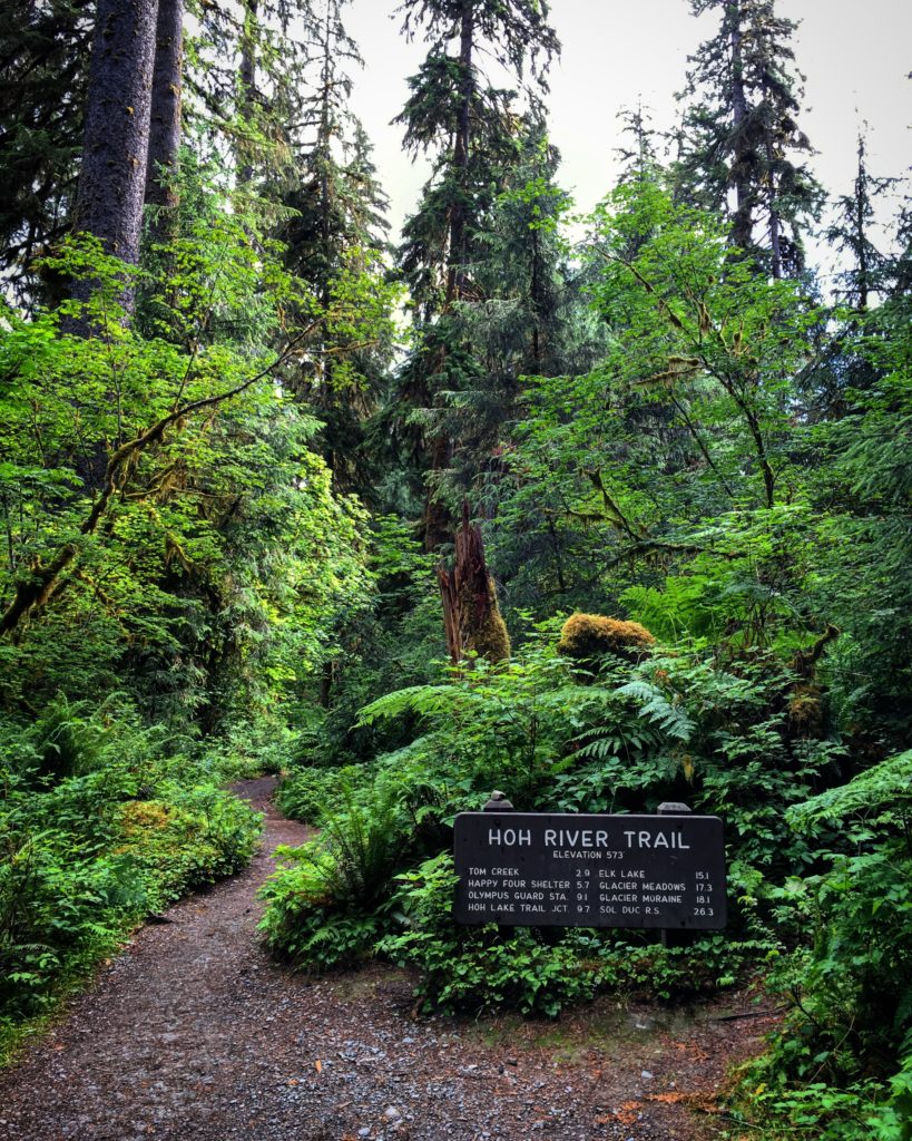 Hoh Rainforest, Olympic National Park, Washington, USA