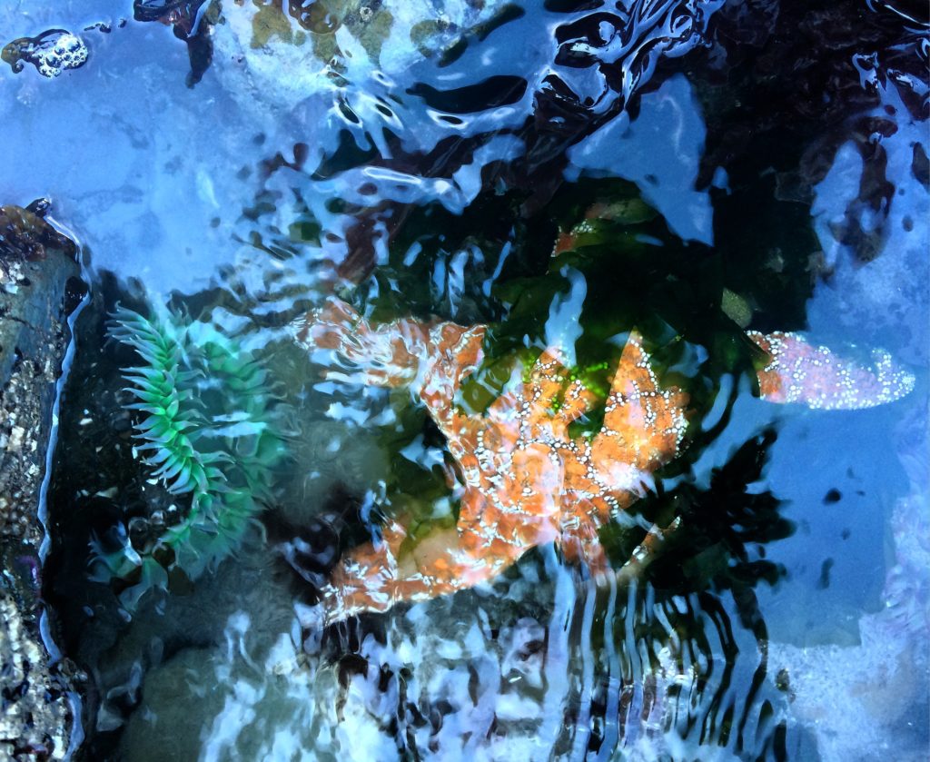 La Push, Olympic Peninsula, Washington, USA, orange starfish and sea anemone
