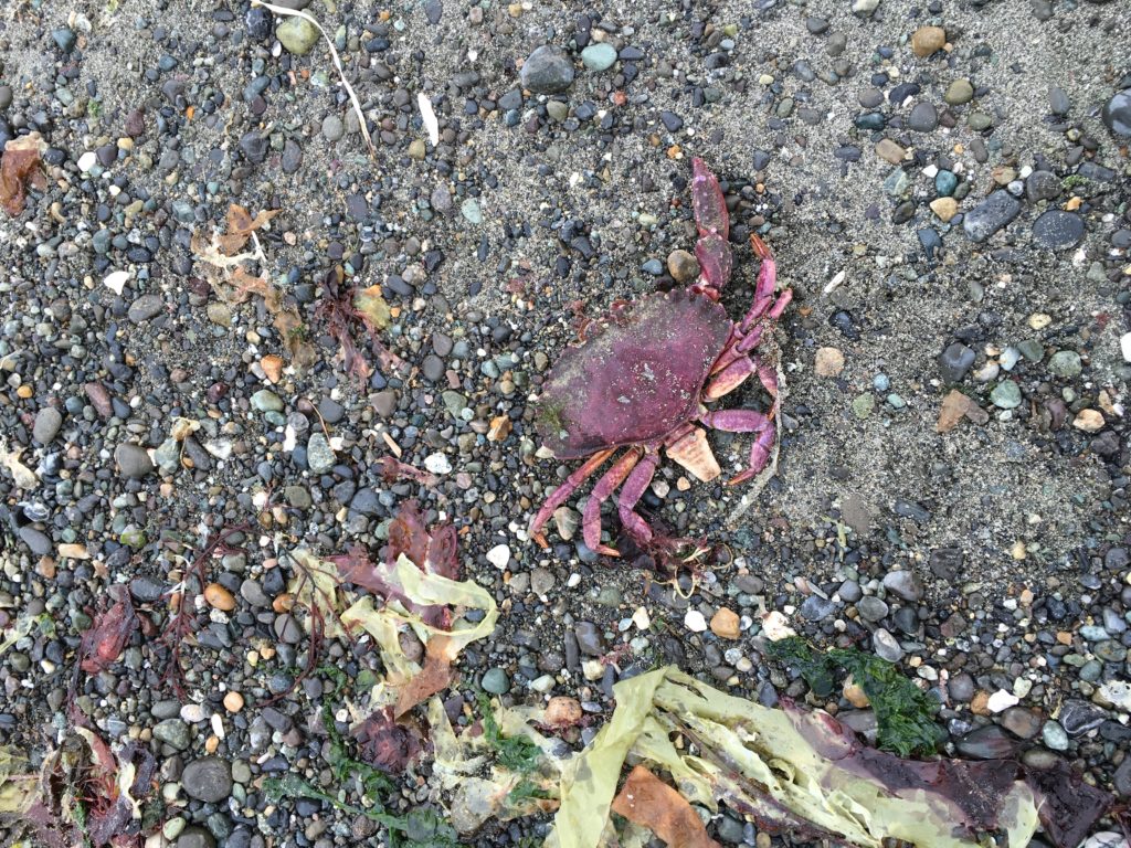 Dungeness National Wildlife Refuge, Dungeness, Washington - crab