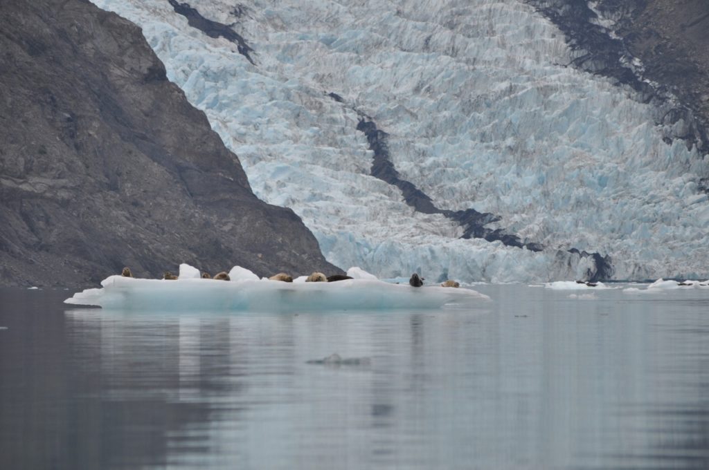 Harbor Seals, Pederson Glacier, Sea Kayaking in Aialik Bay, Kenai Fjords National Park, Alaska