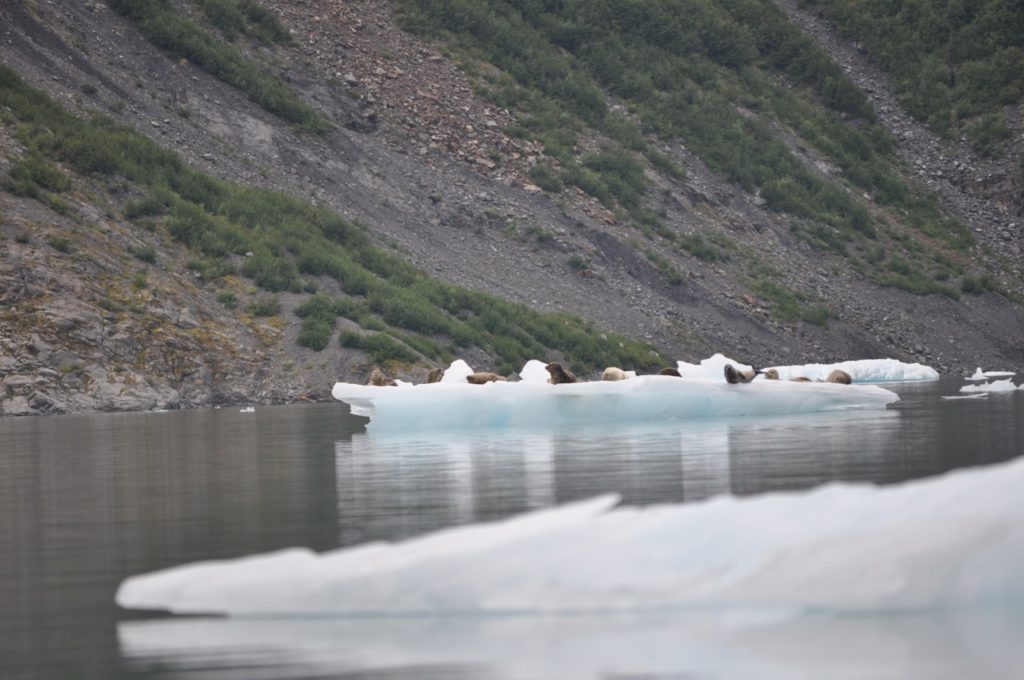 Harbor Seals, Pederson Lagoon, Sea Kayaking in Aialik Bay, Kenai Fjords National Park, Alaska