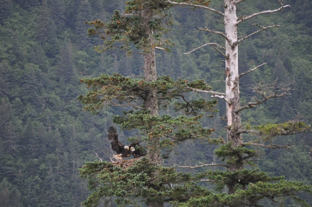 Bald Eagle nest, Sea Kayaking in Aialik Bay, Kenai Fjords National Park, Alaska