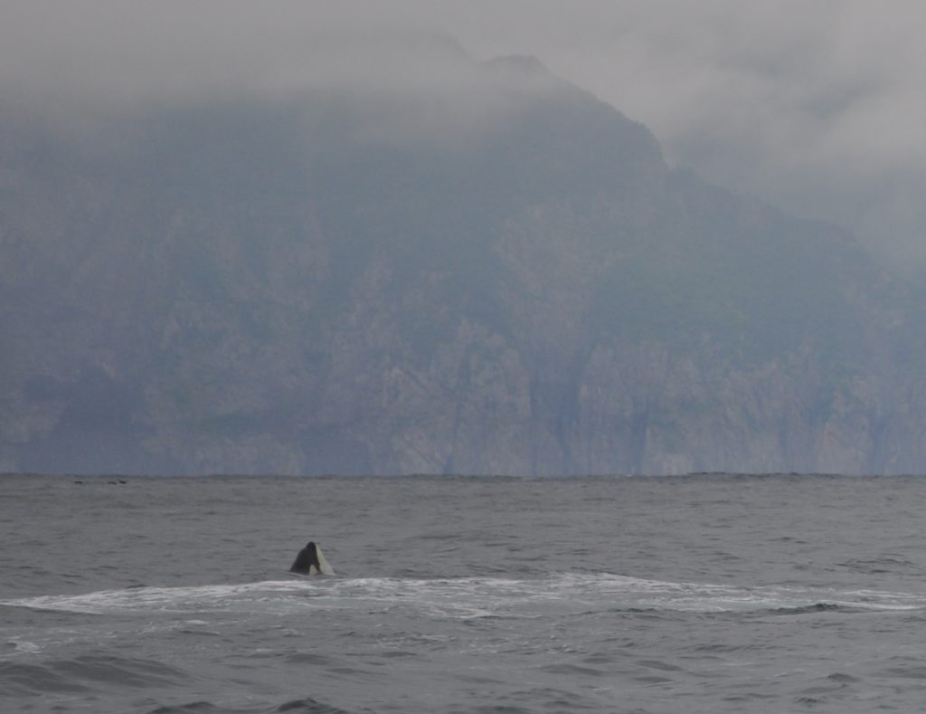 Baby Orca spy hopping, Kenai Fjords National Park