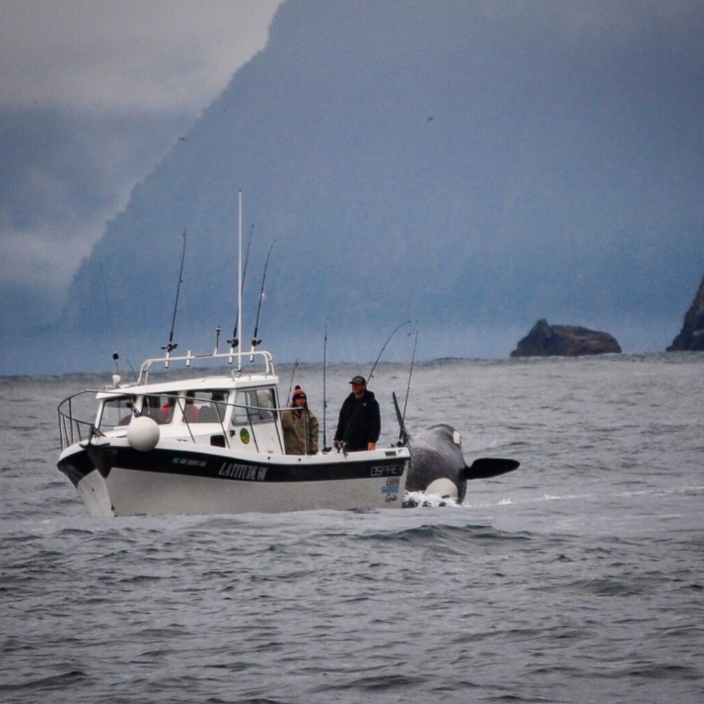 Breaching Orca, Kayaking Aialik Bay, Kenai Fjords National Park, Alaska
