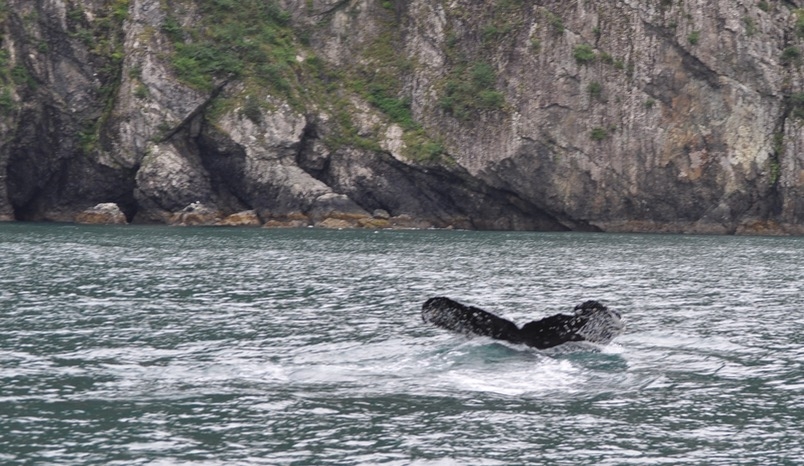 Humback Whale, Kayaking Aialik Bay, Kenai Fjords National Park, Alaska
