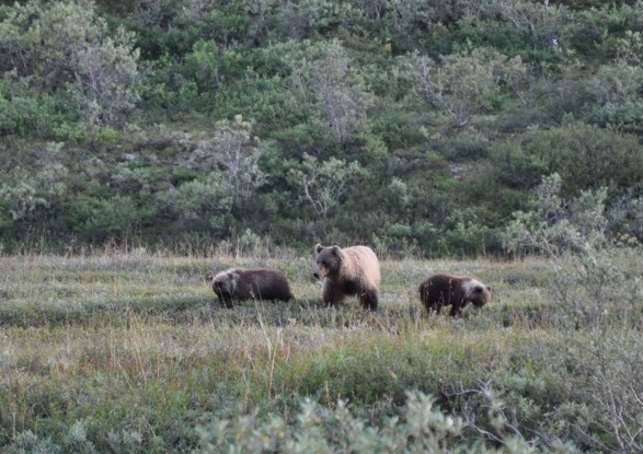 Grizzly Bear Mama and Cubs, Denali National Park, Alaska