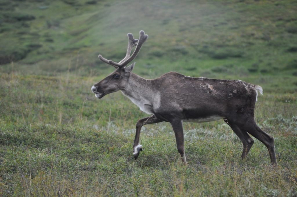 Caribou, Denali National Park, Alaska