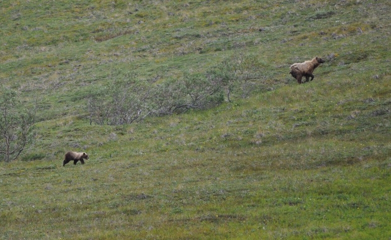 Grizzly Bear and Cub, Denali National Park, Alaska
