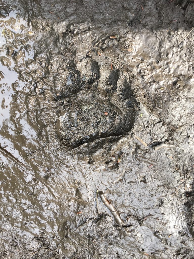 Grizzly Bear Track, Denali National Park